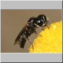 Lindenius albilabris - Grabwespe w03a 6mm.jpg